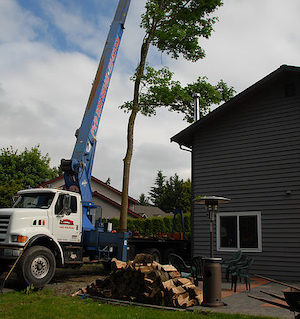 Tree-Removal-With-Crane-Roslyn-WA