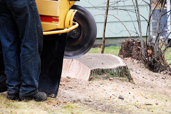 Downed-Tree-Removal-Burien-WA