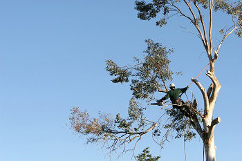 Downed-Tree-Removal-Lake-Tapps-WA