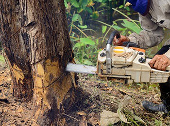 Emergency-Tree-Removal-Service -Federal-Way-WA