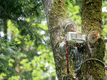 Emergency-Tree-Removal-Service-Sammamish-WA