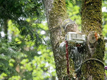 Storm-Damage-Tree-Removal-Mercer-Island-WA