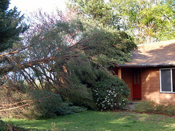 Storm-Damage-Tree-Removal-Seatac-WA