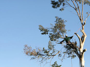 Stump-Grinding-Service-Auburn-WA