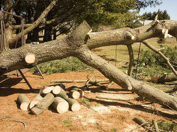 Stump-Grinding-Service-Des-Moines-WA