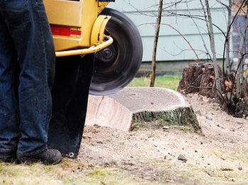 Stump-Grinding-Service-Seattle-WA