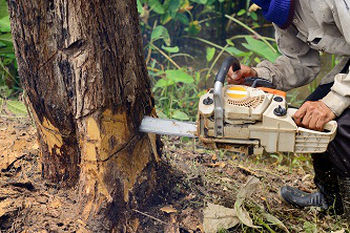 Stump-Removal-Sammamish-WA