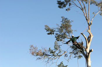 Tree-Limb-Removal-Kirkland-WA