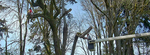 Tree-Pruning-View-Clearing