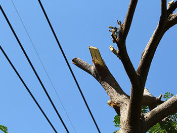 Tree-Removal-Burien-WA