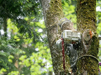 Tree-Service-Company-Issaquah-WA