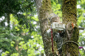 Tree-Service-Company-Snoqualmie -WA