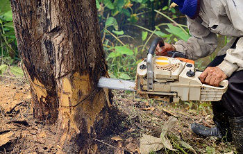 Tree-Service-Federal-Way-WA