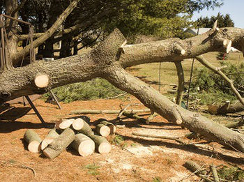 Trimming Trees-Black-Diamond-WA