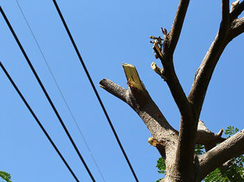 Trimming-Trees-Federal-Way-WA