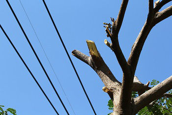 Trimming-Trees-Sammamish-WA