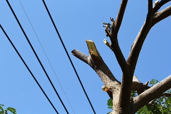 Downed-Tree-Removal-Clyde-Hill-WA