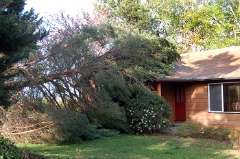 Land-Clearing-Issaquah-WA