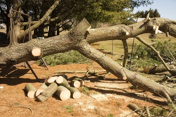 Storm-Damage-Tree-Removal-Browns-Point-WA