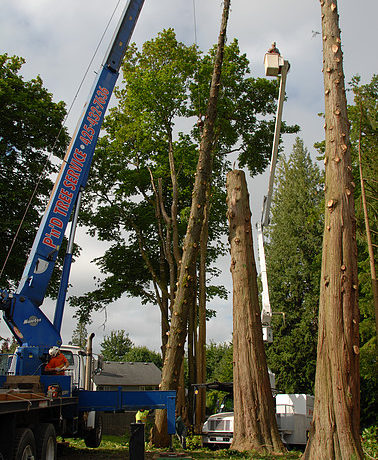 Tree-Crane-Bellevue-WA