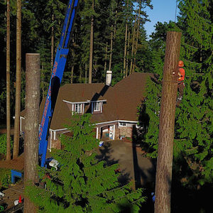 Tree-Crane-Burien-WA