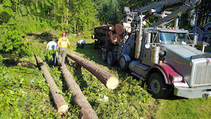 Tree-Logging-Enumclaw-WA