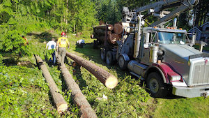 Tree-Logging-Covington-WA