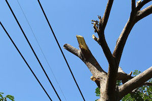 Tree-Removal-Service-Burien-WA