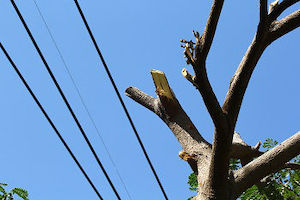 Tree-Removal-Service-Enumclaw-WA