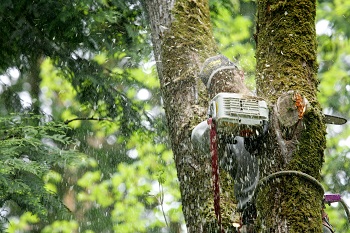 Trimming-Trees-Edgewood-WA