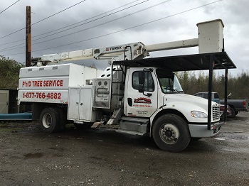 Trimming-Trees-Fairwood-WA