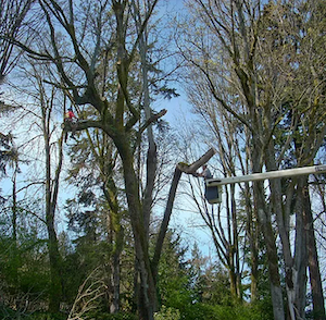 Tree Cutting Service-Olympia-WA