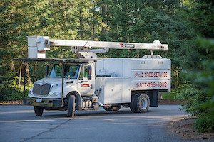 Stump-Grinding-Fircrest-WA