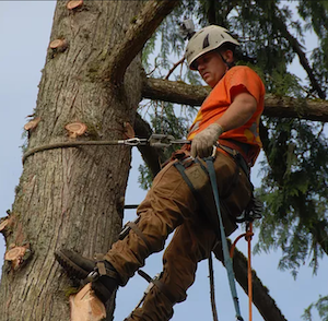 Tree Topping Service -Olympia-WA