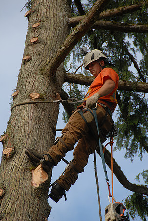 Tree-Specialist-Newcastle-WA