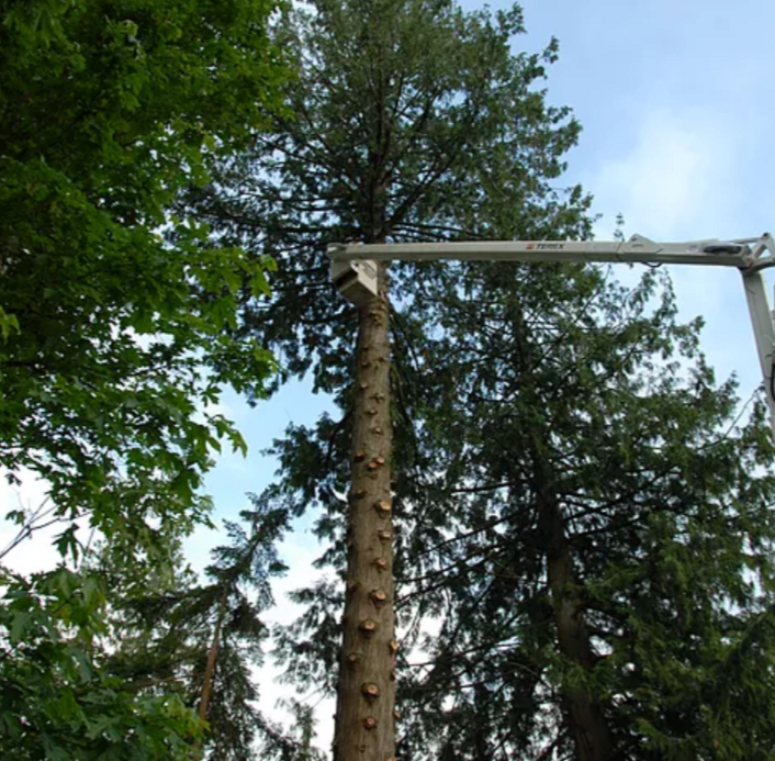 75' Bucket Truck - Our bucket truck is able to reach far to limb the tree.