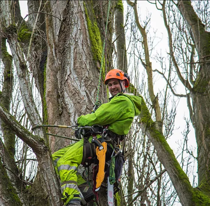 Adam Cutting Poplar Tree - Adam is one of our leads that has extensive experience in tree removals.