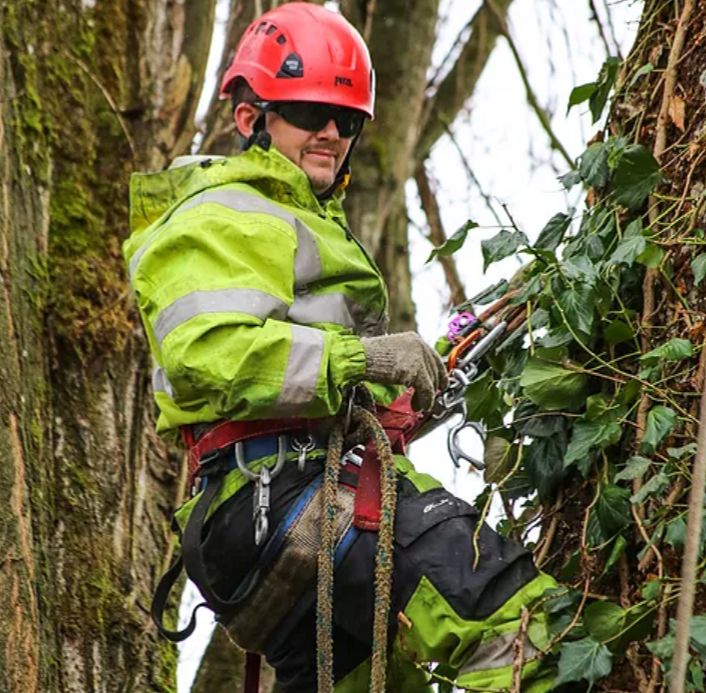 Chris Powell - President Chris Jr working on a huge Poplar tree in Auburn.