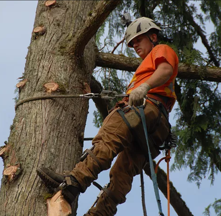 Chris Adjusting Flipline - Chris Jr is limbing up the tree and adjusting his steel core flipline.