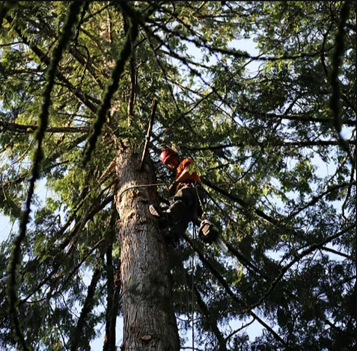 Chris up Tree - Chris Powell Jr skirting the Cedar tree.