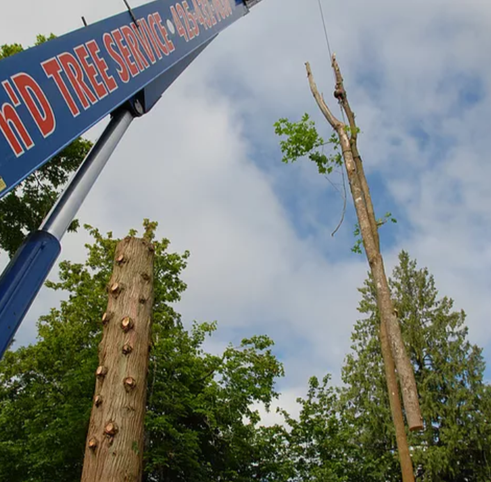 Crane Tree Removal - Chris operates his crane to lift the tree trunks safely and efficiently from the lanscaped yard to the road. This method will minimize damage to the area surrounding the stump. Other companies will chunk the tree causing extensive damage to your ground.