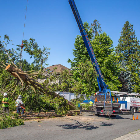 Crane Moving Cedar Tree - Our crane will safely lift the tree from your yard and move it to a safety zone. We utilize the crane as often as possible to save you time and money.