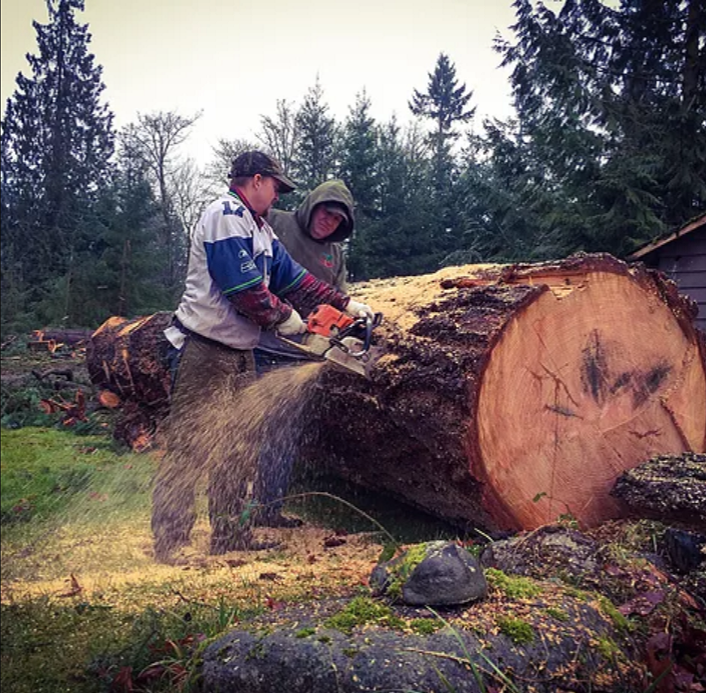 Jr and Sr Cutting Large Fir -  This was a very large Douglas Fir tree that we were hired to transport to the mill. The black stains at the butt indicate the presence of metal.