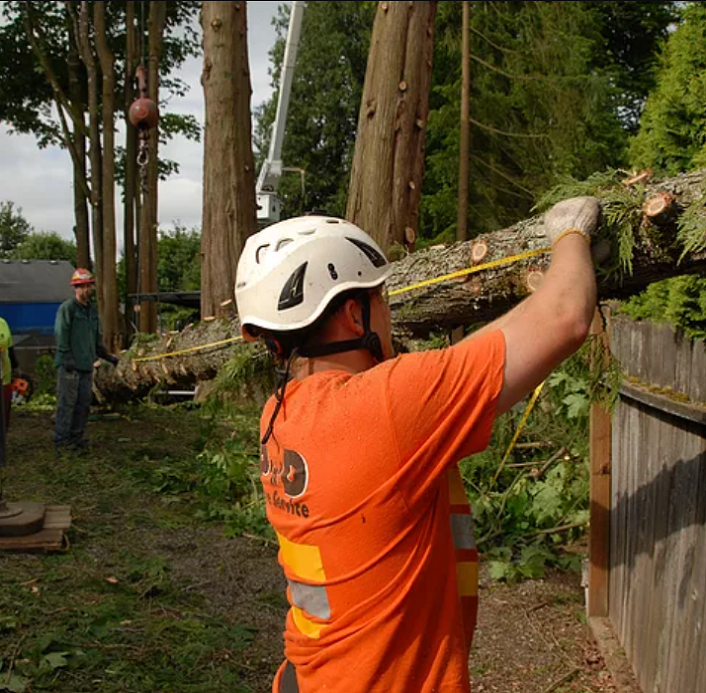 Measuring Log - Chris Jr is measuring the tree to fit on log truck.