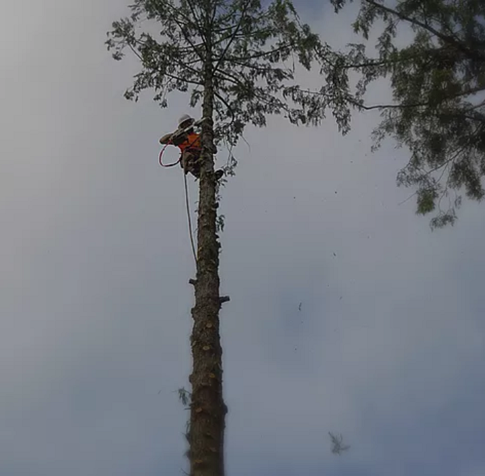 Skirting Tree - We cut the branches all the way to the top.