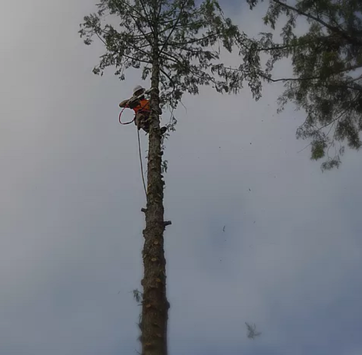 Skirting Tree -  We cut the branches all the way to the top.