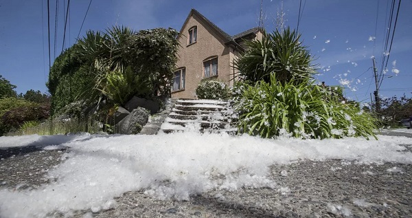 Snow in May? No it’s just Cottonwood Season in the Puget Sound area.