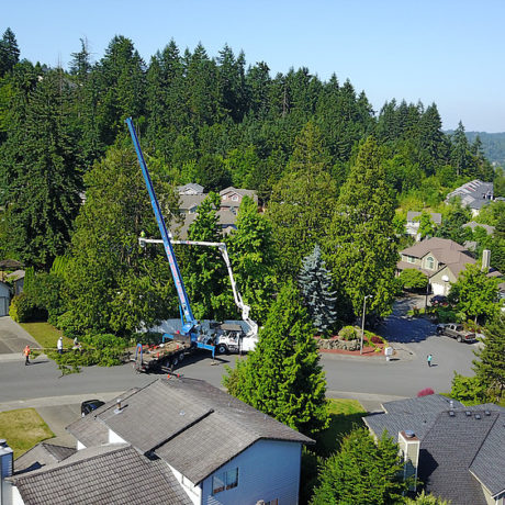 Aerial Picture - Drone footage showing the crane lifting a Cedar tree out of a back yard to the safety area.