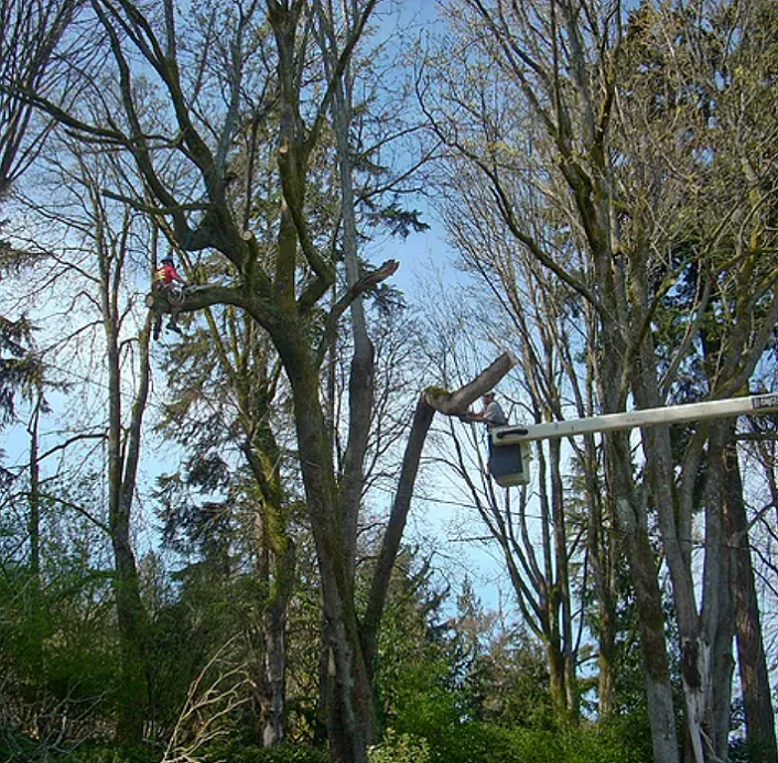 Bucket Truck Tree Trimming - Our 75' forestry bucket truck can safely reach your trees.