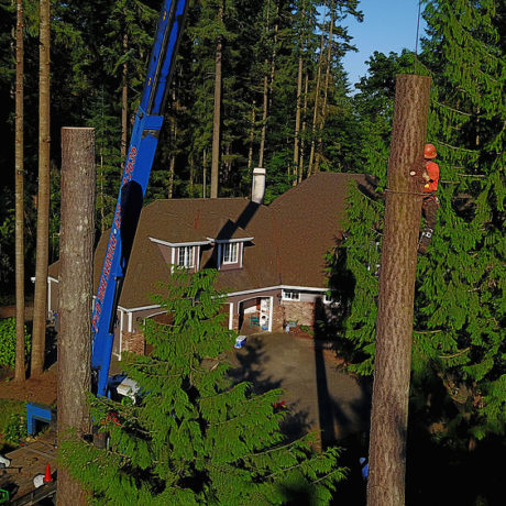 Ryan Setting Choker Cable - Ryan climbs the tree to set the choker, then attaches the crane cable. Next he will climb down to the proper level and cut the tree trunk.